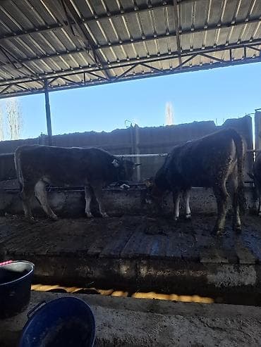 Үй жаныбарлары үчүн товарлар: Сатам | Уй (ургаачы) | Швиц | Сүт алуу үчүн | Бооз — 3