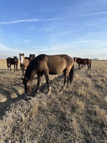 сколько стоит немецкая овчарка в бишкеке: Продаю | Жеребенок, Кобыла (самка), Конь (самец) | Кара Жорго, Английская | Для молока, Для разведения, На забой — 34