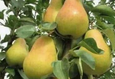 саженцы груш: Көчөттөр : Алмурут — 4