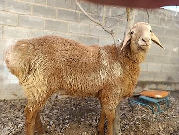 ушные бирки: Продаю | Баран (самец) | Арашан | Для разведения | Осеменитель — 4