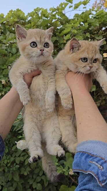 показы 1 354 72 договорная кошка даром британская короткошёрстная 1 год мальчик метис 2 позвонить написать: Британская короткошёрстная, 3 месяца, Девочка, Золотая шиншилла, Приучена к лотку, Проглистована — 7