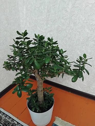 🌿 Денежное дерево (толстянка, крассула) Продаётся красивое и