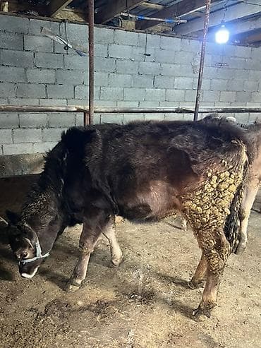 Үй жаныбарлары үчүн товарлар: Сатам | Музоо | Аргын | Бордоп семиртүү үчүн | Байланган — 2