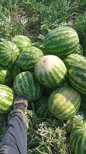 столы со стульями гостинные: Арбузы Оптом — 2