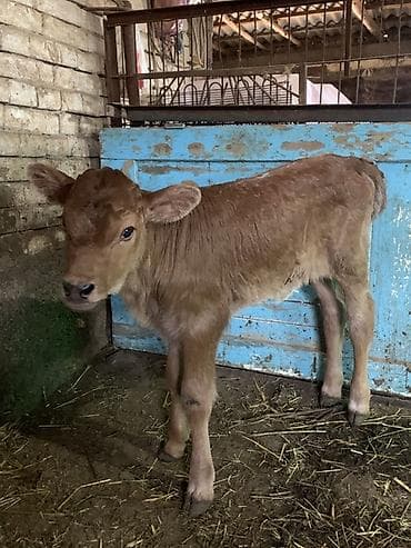 Продаю | Музоо, торпок | Полукровка | Для разведения, Для молока | Искусственник