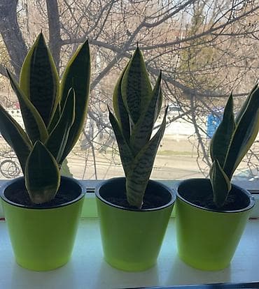 Лимоны: Продаю цветущую сансевиерию (тещин язык) 🌿 Уникальное, неприхотливое — 1