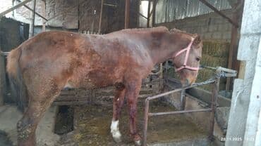 собака немецкая овчарка купить: Продаю | Жеребец | Дончак | Рабочий — 3