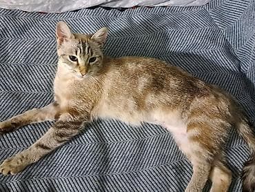 кошка купить бишкек: 1 год, Девочка, Приучена к лотку — 2