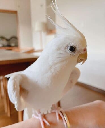 английский чистокровный: Куплю самца альбиноса — 1