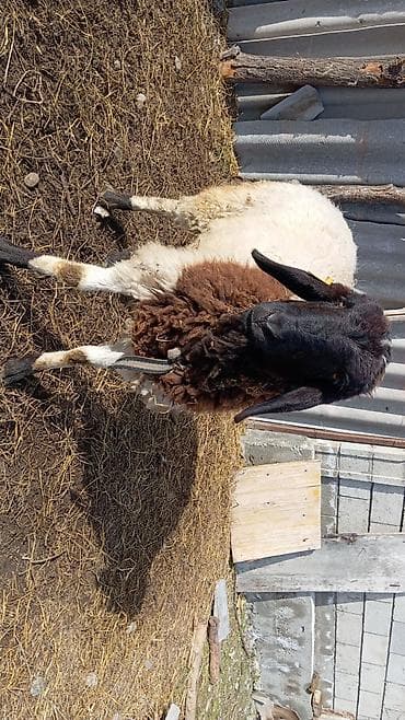 купить собаку бишкек: Продаю | Овца (самка) | На забой, Для разведения — 3