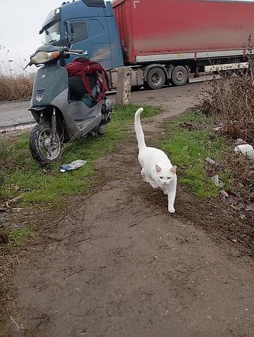 Мотоцикл тетиктери жана аксессуарлар: Скутер компактного класса,-2х Тактный Японец HONDA DIO 1999 года!!? — 2