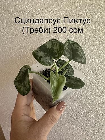 амур цена: Укоренённые черенки растений от 150-300 сом — 7