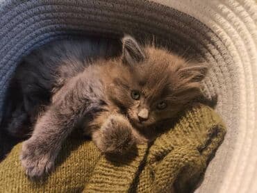 египетская кошка 2021 оригинал: Кошка даром: Беспородная, 1 месяц, Девочка — 3