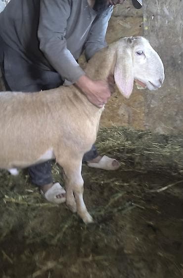 шинок хаски: Продаю | Овца (самка) | Эдильбаевская | На забой — 2