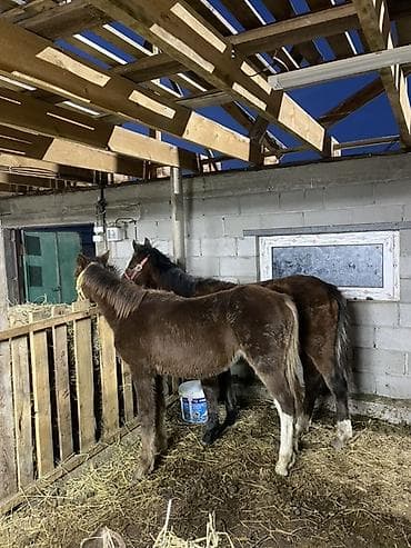 оптом козу: Продаю | Жеребенок | Рабочий — 5