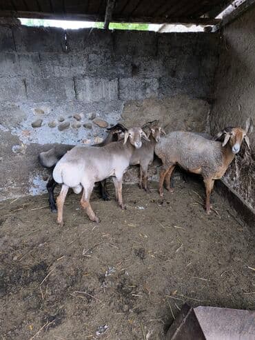 собака доберман сколько стоит: Продаю | Овца (самка) | Эдильбаевская | Для разведения | Матка — 1