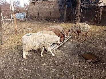 агрегат для стрижки овец: Продаю | Овца (самка) | Для разведения | Ярка — 8