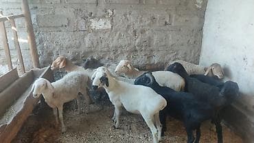 козье: Продаю | Баран (самец) | Для разведения | Осеменитель — 5