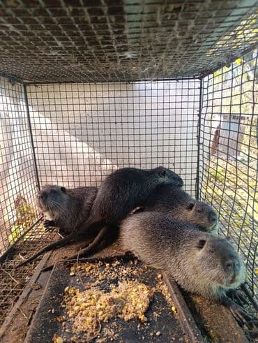 цены породистых собак: Продаются нутрии ! мальчик и девочка,живой вес 1 кг 400 сомможно — 1