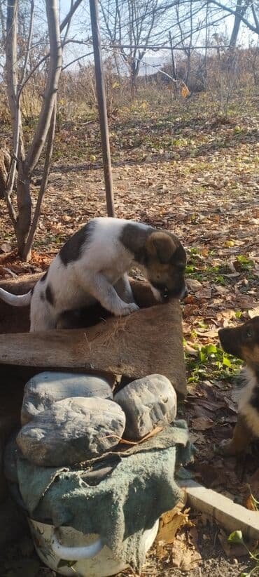 возьму собаку в хорошие руки бесплатно: Щенки-метисы, помёт из нескольких малышей разной окраски. - Возраст — 5