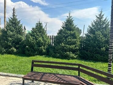 садовой инвентарь: Саженцы деревьев: Ели — 5