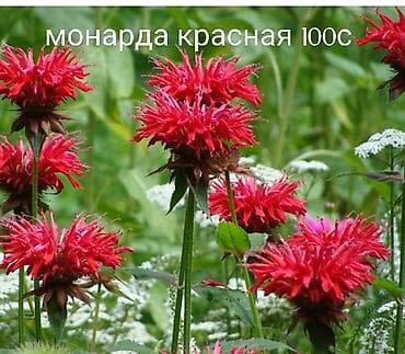 Томат: Все растения что на фото есть в наличии. Цены указаны, по всем — 2