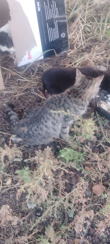 отдам кошечку в добрые руки: Кошка даром: Беспородная, Девочка — 3