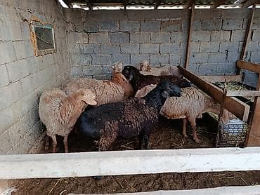 оштон уй сатып алам: Сатам | Кочкор (эркек) | Арашан — 3