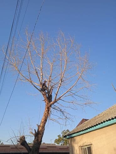 кресло барбер: Профессионально оперативно быстро спил любой сложности. Без выходных — 12