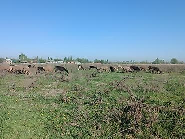 овчарку купить: Продаю | Овца (самка) | Для разведения | Матка — 7