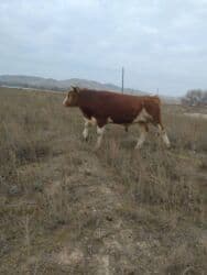 Другие животные