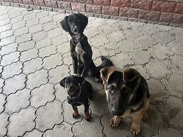 перевозка собак: 🐕 ДРЕССИРОВКА СОБАК | ГАРАНТИЯ РЕЗУЛЬТАТА Хотите воспитанного и — 8