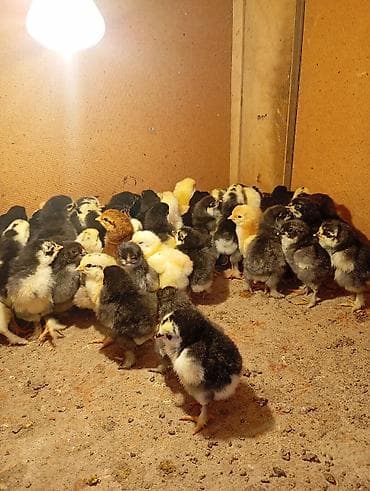 Продаю | Цыплята | Для разведения