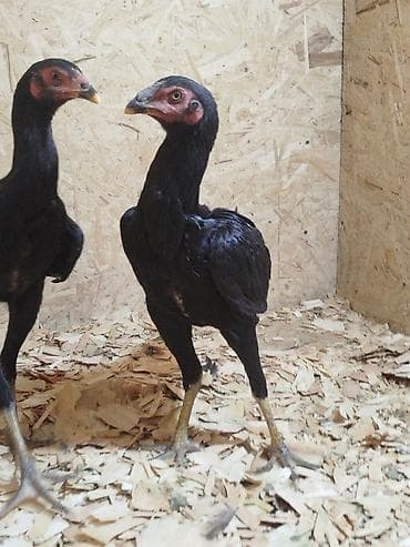 кыргыз көйнөк детский: Дакан жожо мекиштер сатылат алмашу жолдору бар дакан тооко алмашам — 7