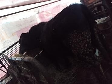 алабай щенки цена: Продам быка — 4