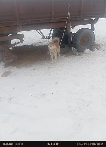 купить овчарку щенка: Лайка, 7 месяцев, Самец, С прививкой — 2