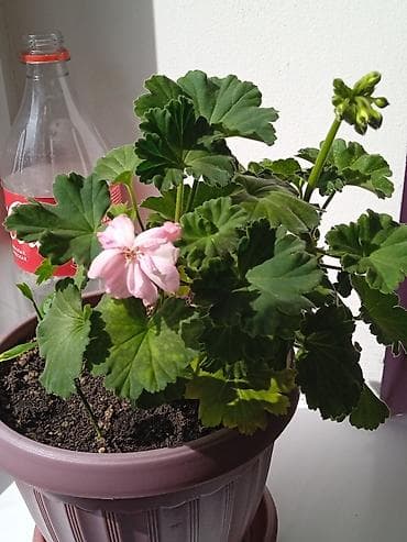 оксалис: Комнатные растения в горшках (набор из 3 штук): 1) Оксалис (кислица — 2