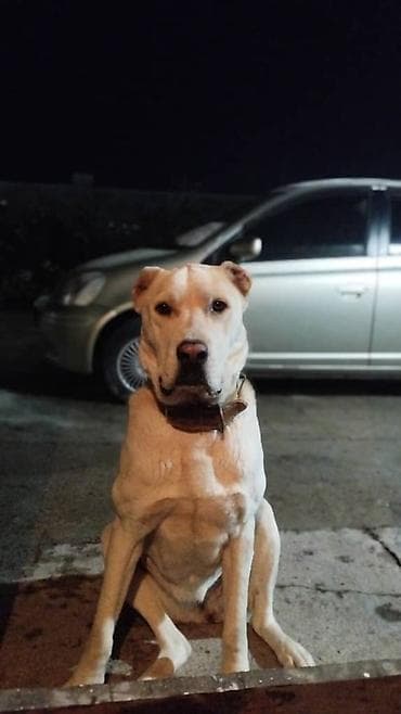 Чистокровный Алабай 2 годика, девочка-девственница) Бойцовская линия)