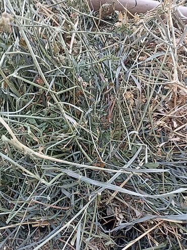 карова каракол: 2укос Клевер сено доставка есть зелёный 107шт тюки плотные — 8