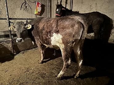 Продаю | Бык (самец) | На откорм | Племенные