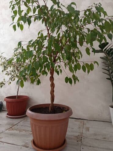 Таңгактоо товарлары: Продаю бенжамин — 1