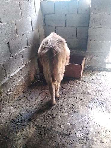 яйца куриные: Продаю | Бык (самец), Музоо, торпок | На откорм | Привязанные — 2