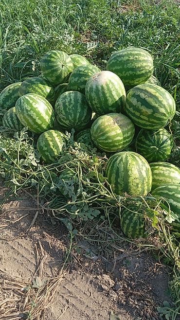 столы со стульями гостинные: Арбузы Оптом — 1