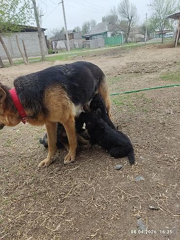 корги собаки: Щенки немецкой овчарки - Порода: немецкая овчарка (классический — 4