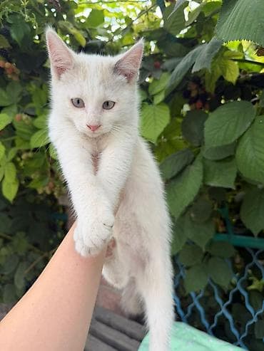 бурманский котенок: Бирманская, 3 месяца, Мальчик, Белый — 3