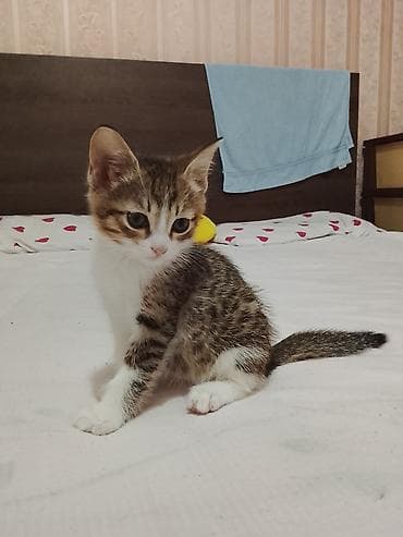 манчкин коты: Котята, 2 окраса: - Тигровые табби: плотная полосатая шерстка, крупные — 3