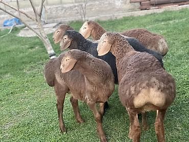 бараны кант: Продаю | Овца (самка), Баран (самец) | Арашан | Для разведения | Племенные — 3