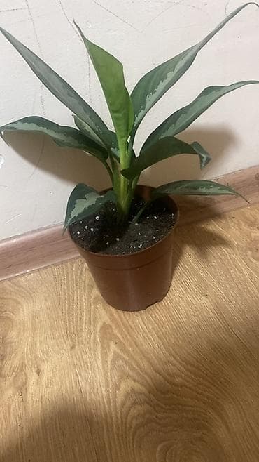 led matrix panel: Комнатные растения в горшках 1) Замиокулькас (Zamioculcas zamiifolia) — 2