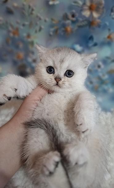 Продажа кошек: Скотиш Страйт (Шотландская прямоухая), 2 месяца, Девочка, Серебристая шиншилла, Приучена к лотку, Проглистована — 7