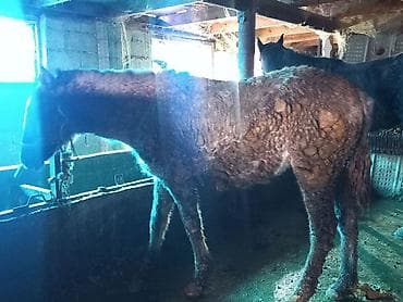 коне корсе: Продаю | Жеребец | Рабочий — 5